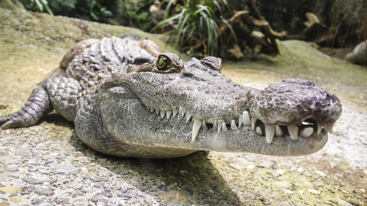 Urodziny w płockim zoo