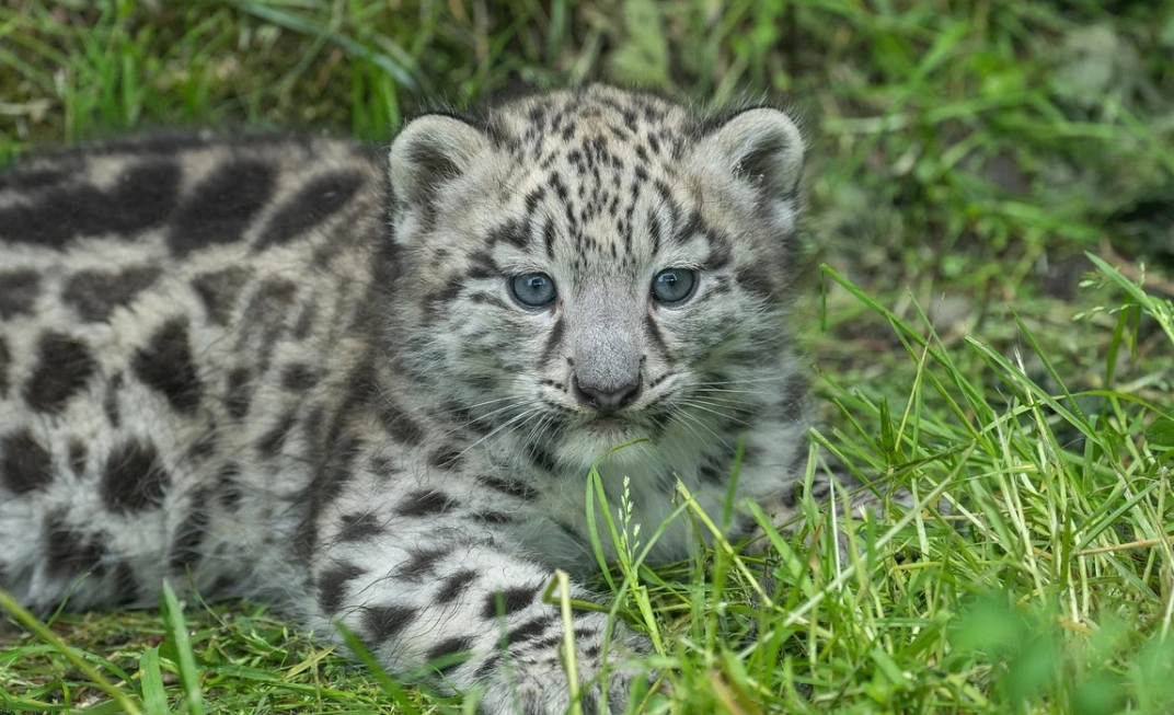 Narodziny młodych lampartów perskich w płockim zoo