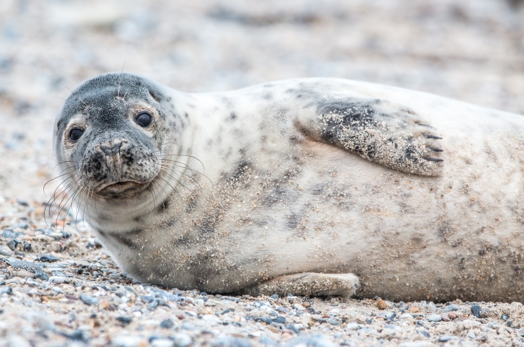 Nowi mieszkańcy płockiego ogrodu zoologicznego – rodzina fok pospolitych