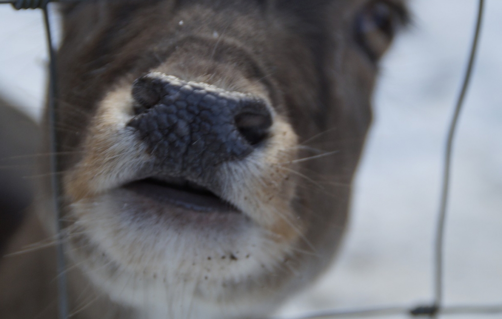 Zimowa trasa zwiedzania w płockim ZOO – atrakcja dla miłośników zwierząt