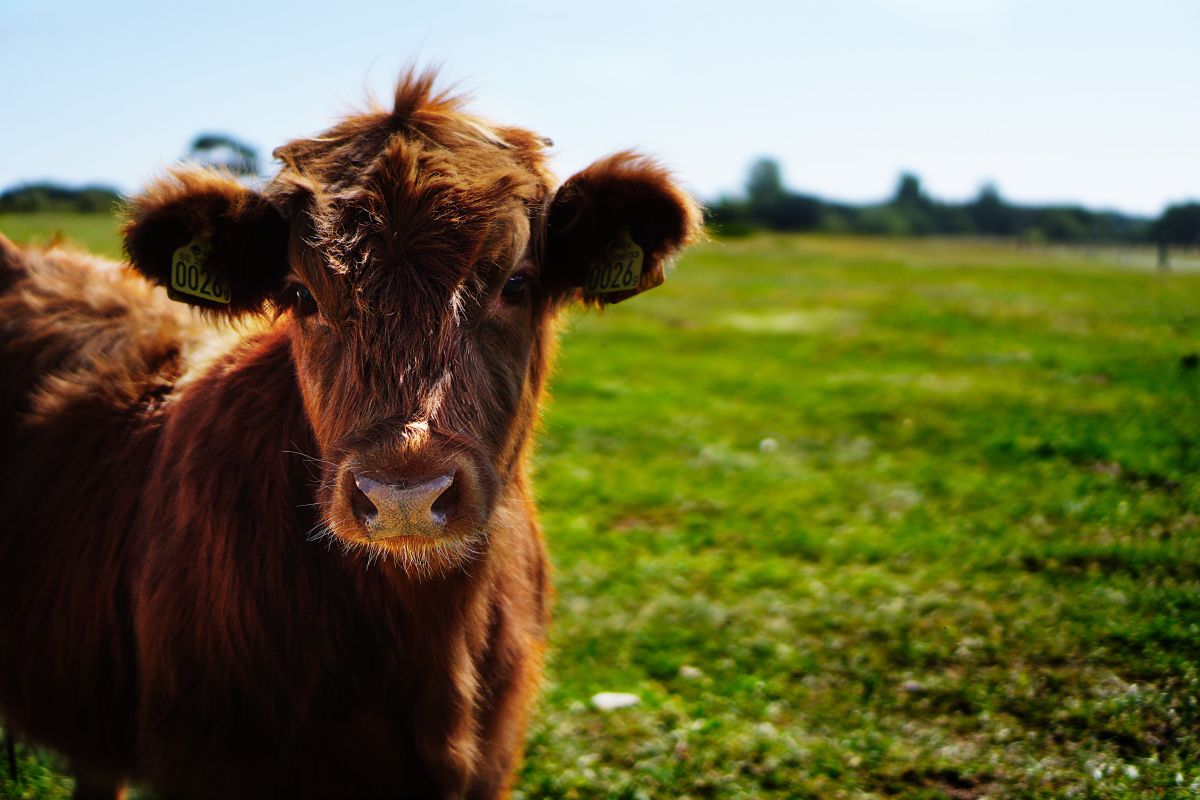 Rozród bydła – jakie są kluczowe kroki w skutecznym zarządzaniu reprodukcją?